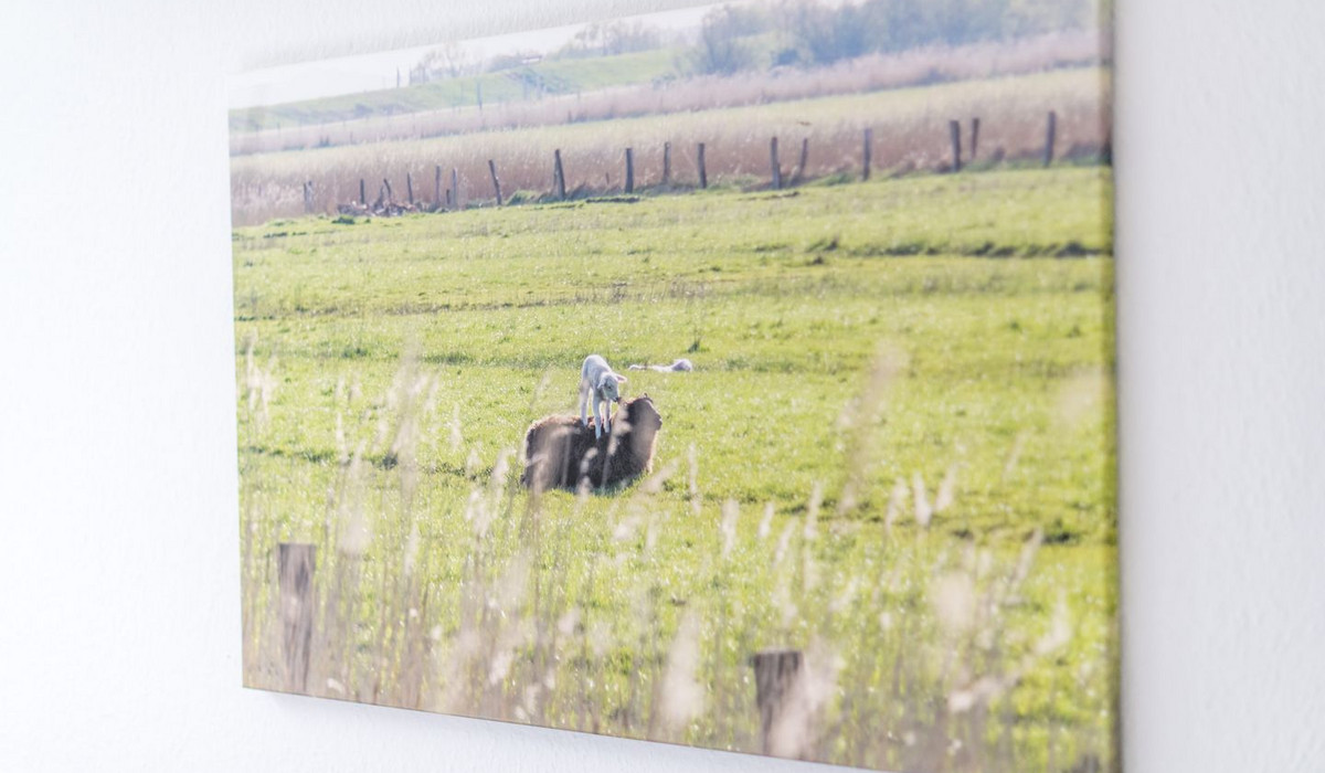 Ostertresker 54, Inseloase