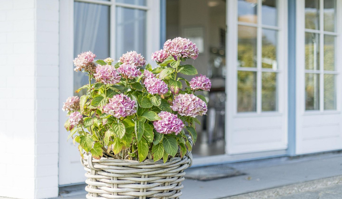 Alte Mühle, Whg. 12 Polo Suite